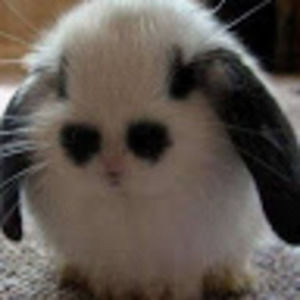 Meet your Posher, Lucy